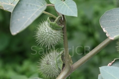 Datura metel